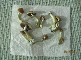 IMG_8327.JPG