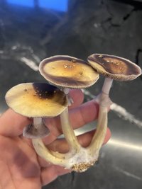 F1C86D95-A05E-4B39-B7C3-D35D1E5C366F.jpeg