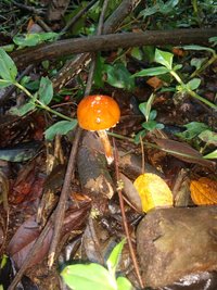 IMG_20211102_133251724.jpg