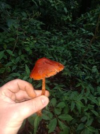 IMG_20211102_133202861.jpg