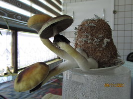 IMG_8349.JPG
