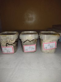 IMG_20211107_001337727.jpg