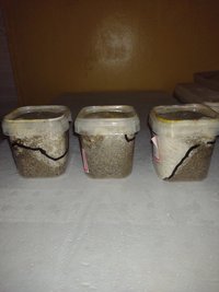 IMG_20211107_001348455.jpg