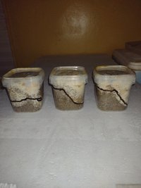 IMG_20211107_001359940.jpg