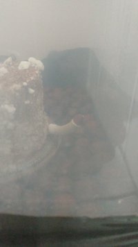 IMG-20211122-WA0006.jpeg