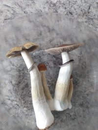 IMG_20211125_082104388.jpg
