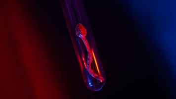 psilocybin-is-safe-to-use-in-10mg-and-25mg-doses-study-finds-313573.png