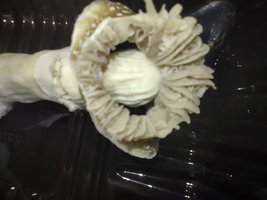 IMG-20220131-WA0010.jpg