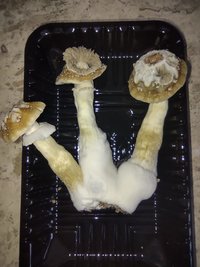 IMG-20220131-WA0014.jpg