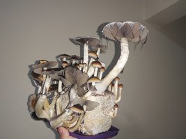 20220203_214356.jpg