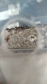 IMG-20220309-WA0008.jpeg