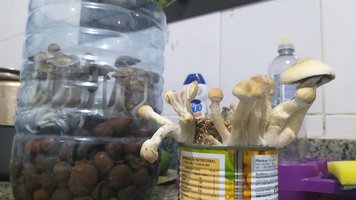 Diário de Verão #3 - MDKs da Clonagem em CL