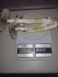 IMG_20220405_160449924.jpg