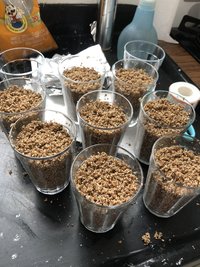 Pftek com farinha de quibe