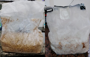 mushroom bag.png
