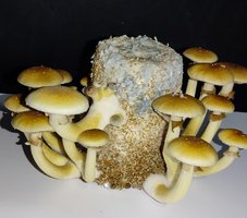 IMG_20220704_094146.jpg