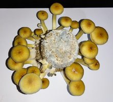 Pftek Golden Halo - 2.0