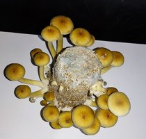 IMG_20220704_094112.jpg
