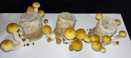 IMG_20220705_095752.jpg