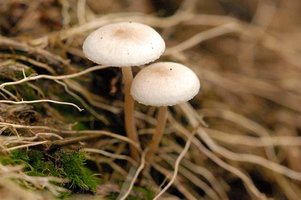 Collybia.cookei.-.lindsey.jpg