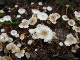 Collybia_cirrhata_109110.jpg