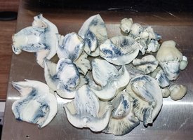 IMG_20220823_142332.jpg