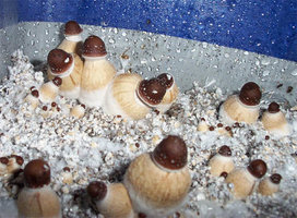 shroomery.jpg