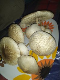 IMG_20221007_133930.jpg