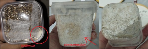 duviasMicelioCacula.jpg