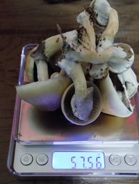 colheita1flush.jpg