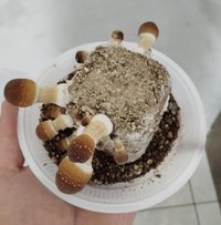 1flush.jpg