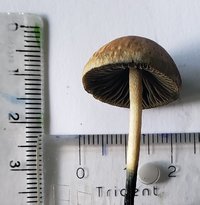 E2F4.jpg