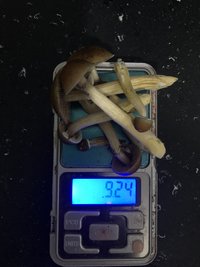 F556B9C1-E7E1-4C7A-BD11-6E66956E39E1.jpeg