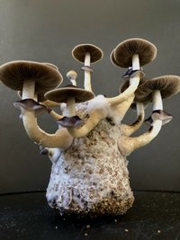 FBFE525B-E647-420D-B493-E0BF4ADA3D44.jpeg