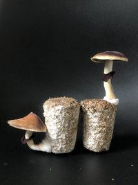 96B45401-A04F-4F6E-9AB1-79495BAFEB0C.jpeg