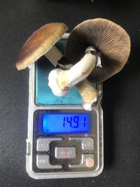 221ACE5C-F3D7-4422-AF7F-B90CEC004074.jpeg