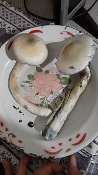 IMG-20230225-WA0031.jpeg