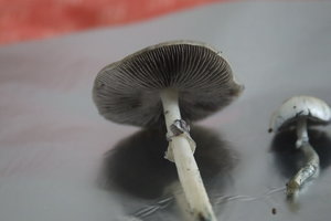IMG_1174.JPG