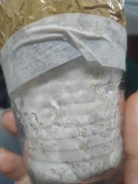copo_1_amarelado_2.jpg