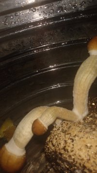 IMG-20230320-WA0218.jpeg