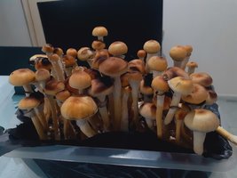 20230321_194056.jpg