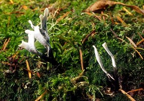 Xylaria_hypoxylon(mgw-06).jpg