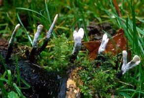 Xylaria_hypoxylon(mgw-Sc).jpg