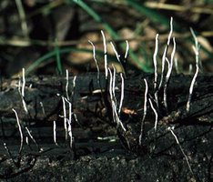 Xylaria_hypoxylon(td-1).jpg