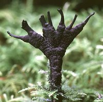 Xylaria_hypoxylon(tfl-s210-14).jpg