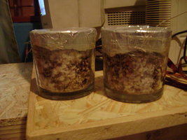 DSC00232.jpg