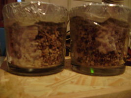 DSC00233.jpg