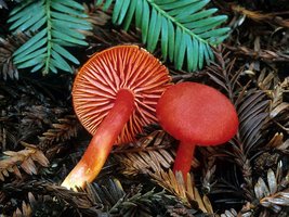 Hygrocybe_coccinea(mgw-01).jpg