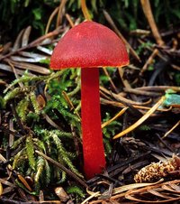 Hygrocybe_coccinea(mgw-03).jpg