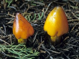 Hygrocybe_conica(mgw-07).jpg